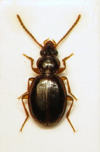 Réf. 108 027 : Trechus sp.