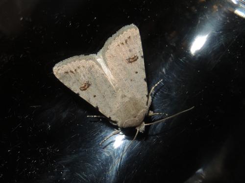 Caradrina sp.