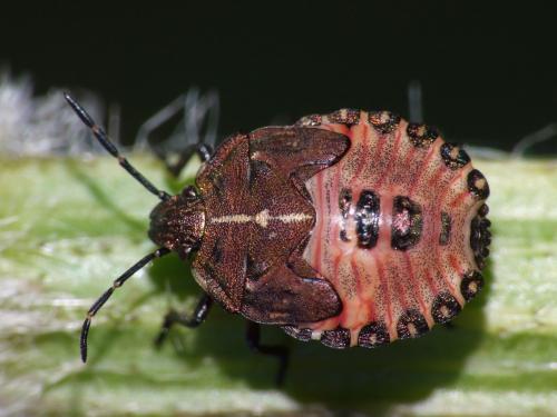 Carpocoris melanocerus