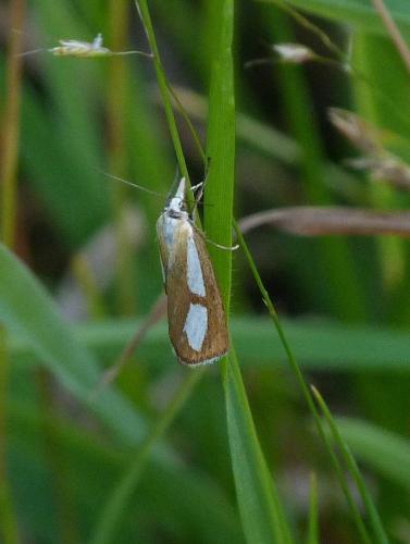 Réf. 108 033 : Catoptria conchella