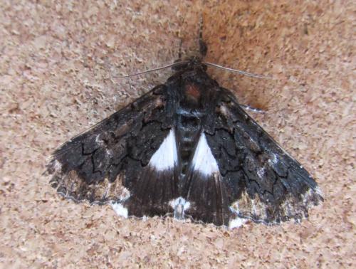 Réf. 108 751 : Catephia alchymista
