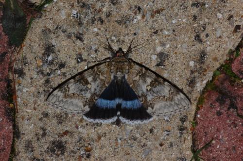 Réf. 108 014 : Catocala fraxini