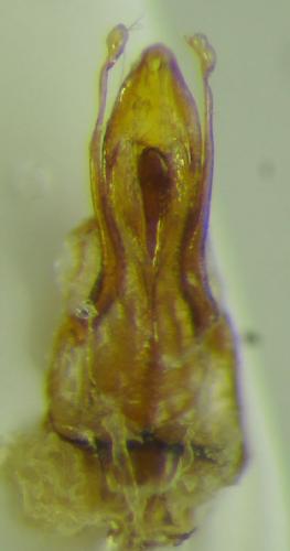 Réf. 108 363 : Catops sp.