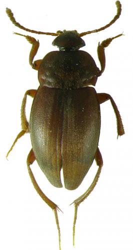 Réf. 108 190 : Catops sp.