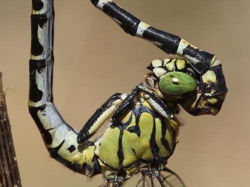 Onychogomphus forcipatus