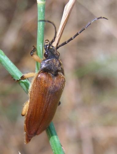Réf. 108 634 : Cebrio gigas