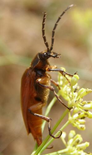 Cebrio gigas