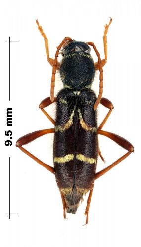Réf. 108 654 : Clytus rhamni