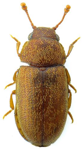 Réf. 108 880 : Setariola sericea