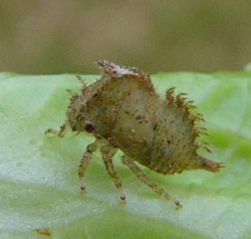 Stictocephala bisonia