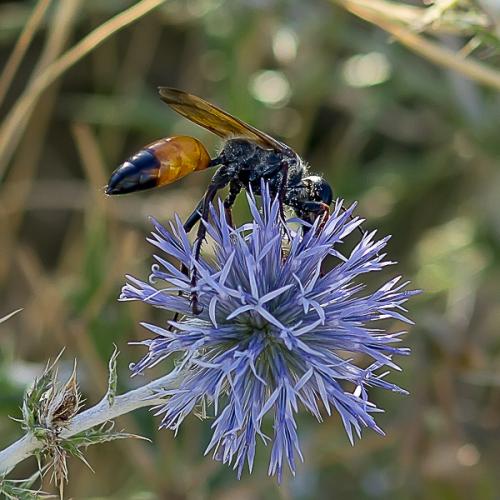 Sphex flavipennis
