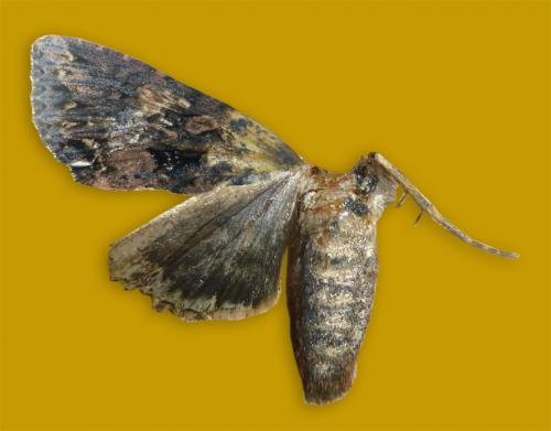 Mniotype satura