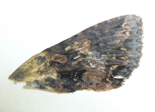 Mniotype satura