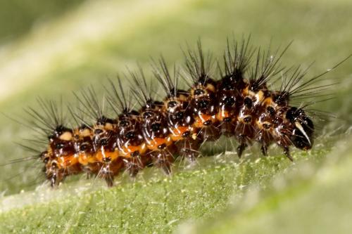 Acronicta rumicis