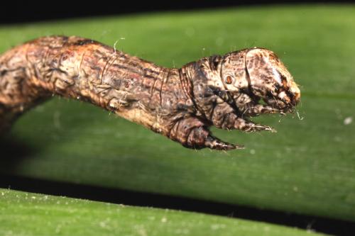 Ectropis crepuscularia