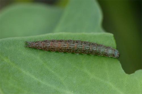 Salebriopsis albicilla