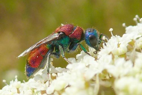 Réf. 108 350 : Chrysis viridula