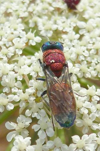 Réf. 108 353 : Chrysis viridula