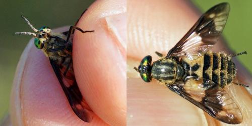 Réf. 108 268 : Chrysops relictus