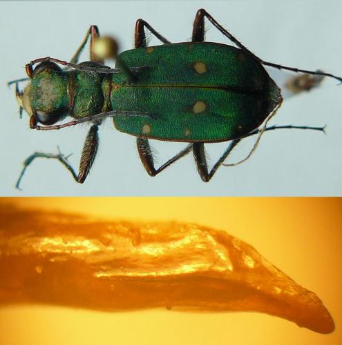 Cicindela campestris