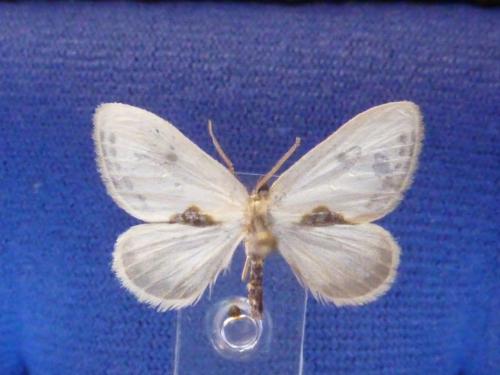 Cilix hispanica