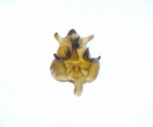 Cilix hispanica