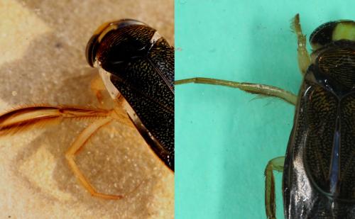 Réf. 108 768 : Corixa punctata