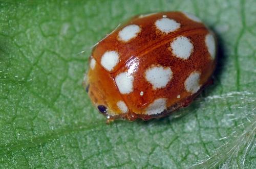 Vibidia duodecimguttata