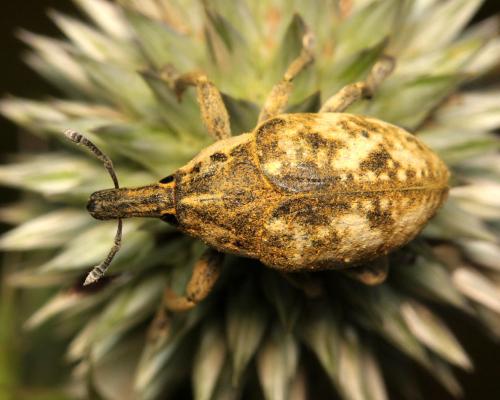 Réf. 108 722 : Larinus vulpes
