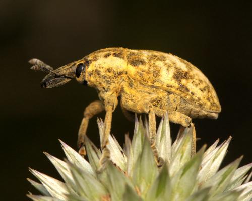 Réf. 108 723 : Larinus vulpes