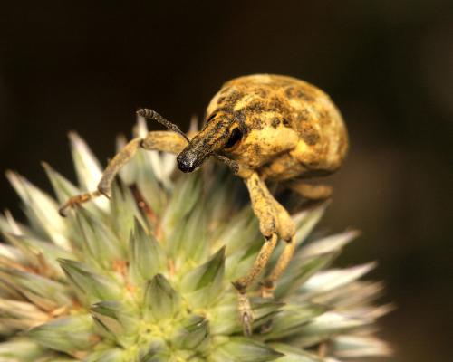 Réf. 108 724 : Larinus vulpes