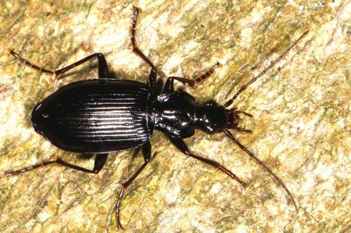Réf. 108 141 : Platynus assimilis