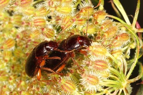 Ophonus sp.