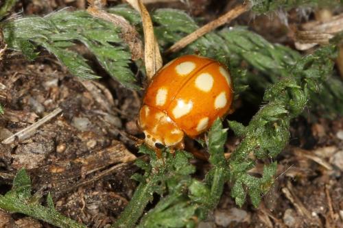 Réf. 108 075 : Calvia decemguttata