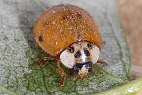 Réf. 108 599 : Adalia decempunctata