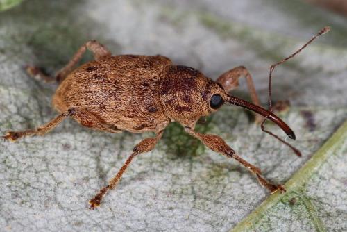 Réf. 108 604 : Curculio elephas