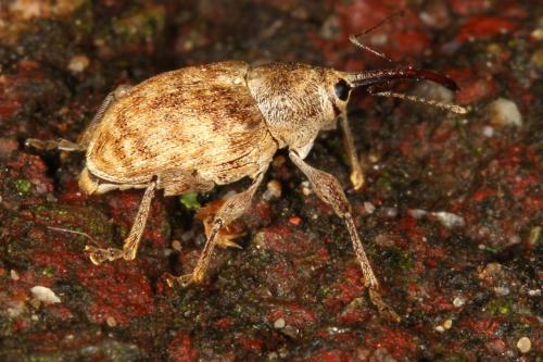 Curculio venosus