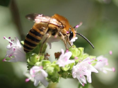Colletes hederae