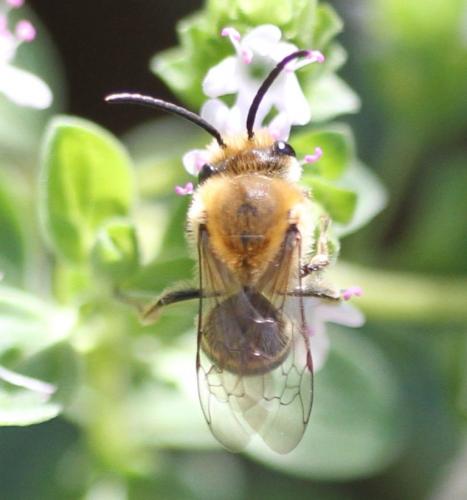 Colletes hederae