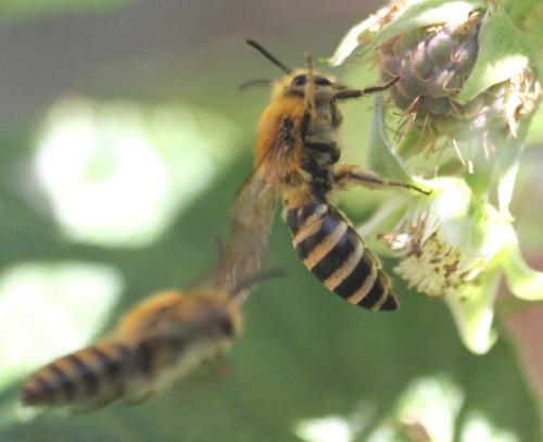 Colletes hederae