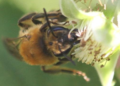 Colletes hederae