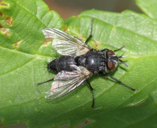 Réf. 108 206 : Compsilura concinnata