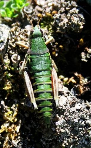 Réf. 108 225 : Cophopodisma pyrenaea