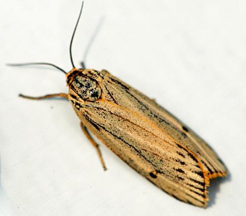Réf. 108 908 : Coscinia striata