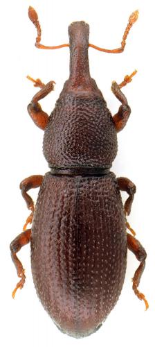 Réf. 108 878 : Amaurorhinus sardous