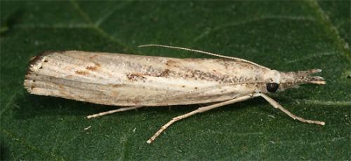 Réf. 108 234 : Agriphila geniculea