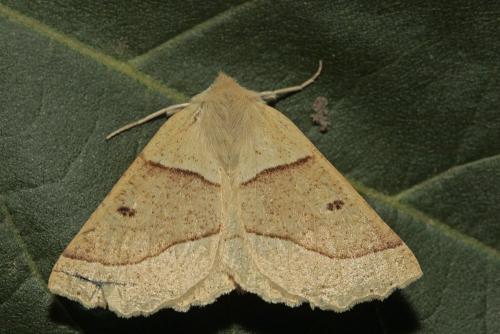 Réf. 108 106 : Crocallis elinguaria