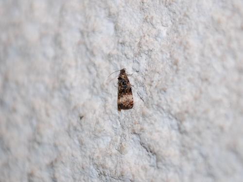 Endothenia sp.