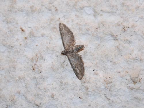Eupithecia sp.