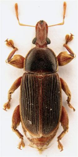 Réf. 108 943 : Ulomascus marshalli